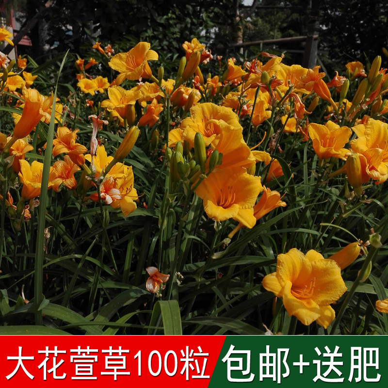 四季易成活草花种金娃娃大花萱草种子宿根花卉播种出芽快四季可播