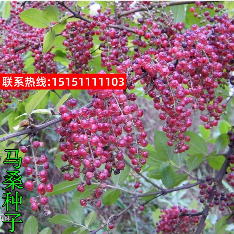 马桑种子 水马桑野马桑车桑子 木豆树木豆 猪屎豆 马棘种子灌木籽