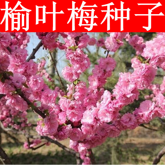 新采榆叶梅种子 大红花 重瓣梅花树 榆梅 小桃红 榆叶鸾枝树种子