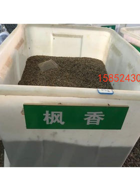 新采 北美枫香种子 绿化行道林木苗木树种子 品质保证 枫香树种子
