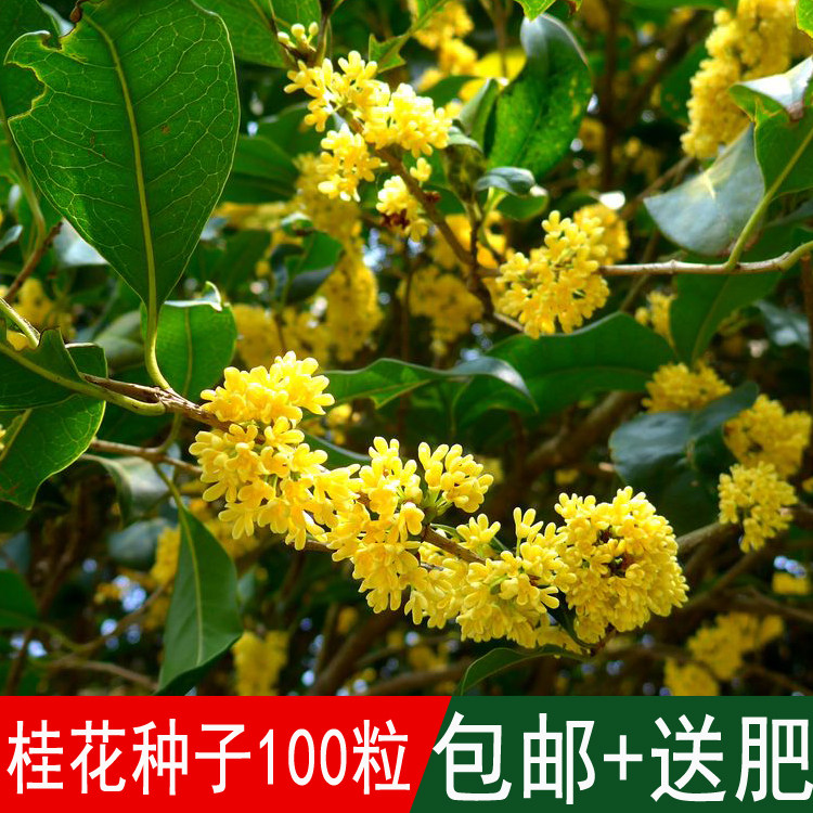 新采林木种籽桂花种子丹桂金桂四季桂八月桂沉香桂四季可播