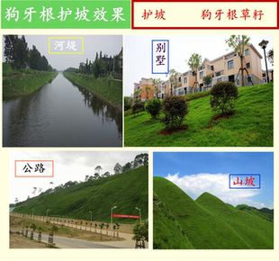 草坪种子 草籽庭院别墅耐践踏护坡 百慕大狗牙根种子白三叶草种子