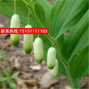 中药材种子 玉竹种子 黄精种子 种苗 观花入药 阳台可种植