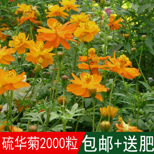 花海专用草花种籽硫华菊种子别名黄花波斯菊硫黄菊菊花种四季可播