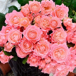 阳台微型月季花永远的科莫大花浓香庭院四季开绿植盆栽花卉玫瑰苗