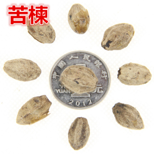 新采苦楝树种子 苦楝种子 楝树紫花树种子楝枣种子苦楝子 包邮
