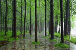 新采速生杉木种子 刺杉种子 沙树杉树水杉柳杉冷杉落羽杉油杉种子