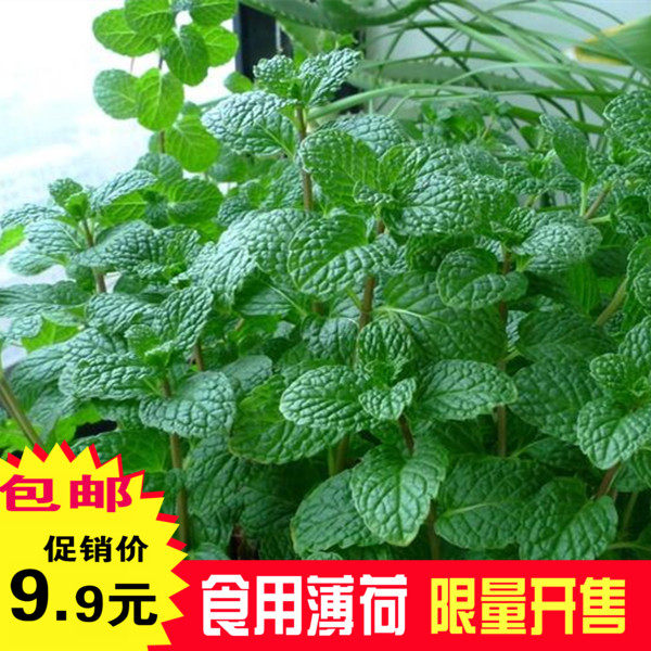四季驱蚊食用柠檬猫薄荷种子阳台家庭园艺种子