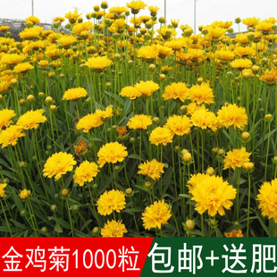 花海专用草花种籽大花金鸡菊种子别称小波斯菊金钱菊孔雀菊