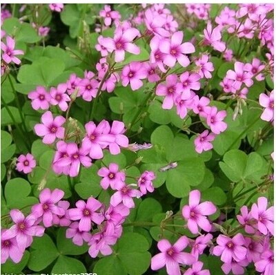 白三叶草种子红三叶草种子进口草籽四季青草坪种子牧草种子花种子