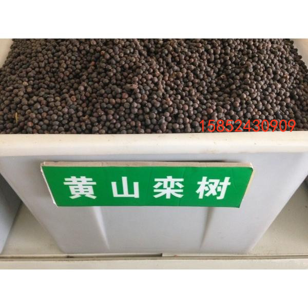 栾树种子 黄山栾种子 北京栾种子 南栾北栾 南方北方 包发芽 包邮