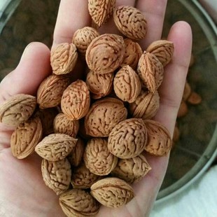 毛桃种子 新采山桃种子 野毛桃树嫁接梅花李树桃树砧木等果树种子