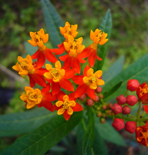 多年生金凤花种子 马利筋种籽 黄蝴蝶  莲生桂子花 芳草花籽多花