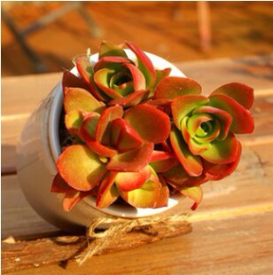 奇花异草 多肉礼品植物【火祭】变色 5cm 迷你吸辐射植物