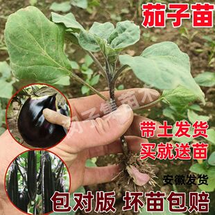 茄子苗秧苗圆茄子苗长茄子苗新鲜苗蔬菜苗子无籽四季高产种子盆栽