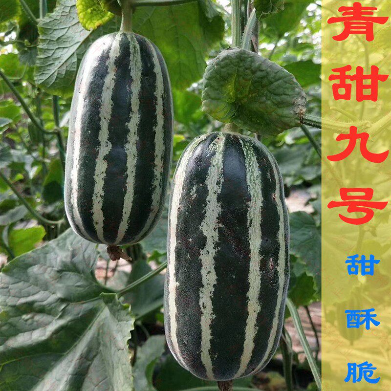 九号正品特大春四季包邮甜瓜种子