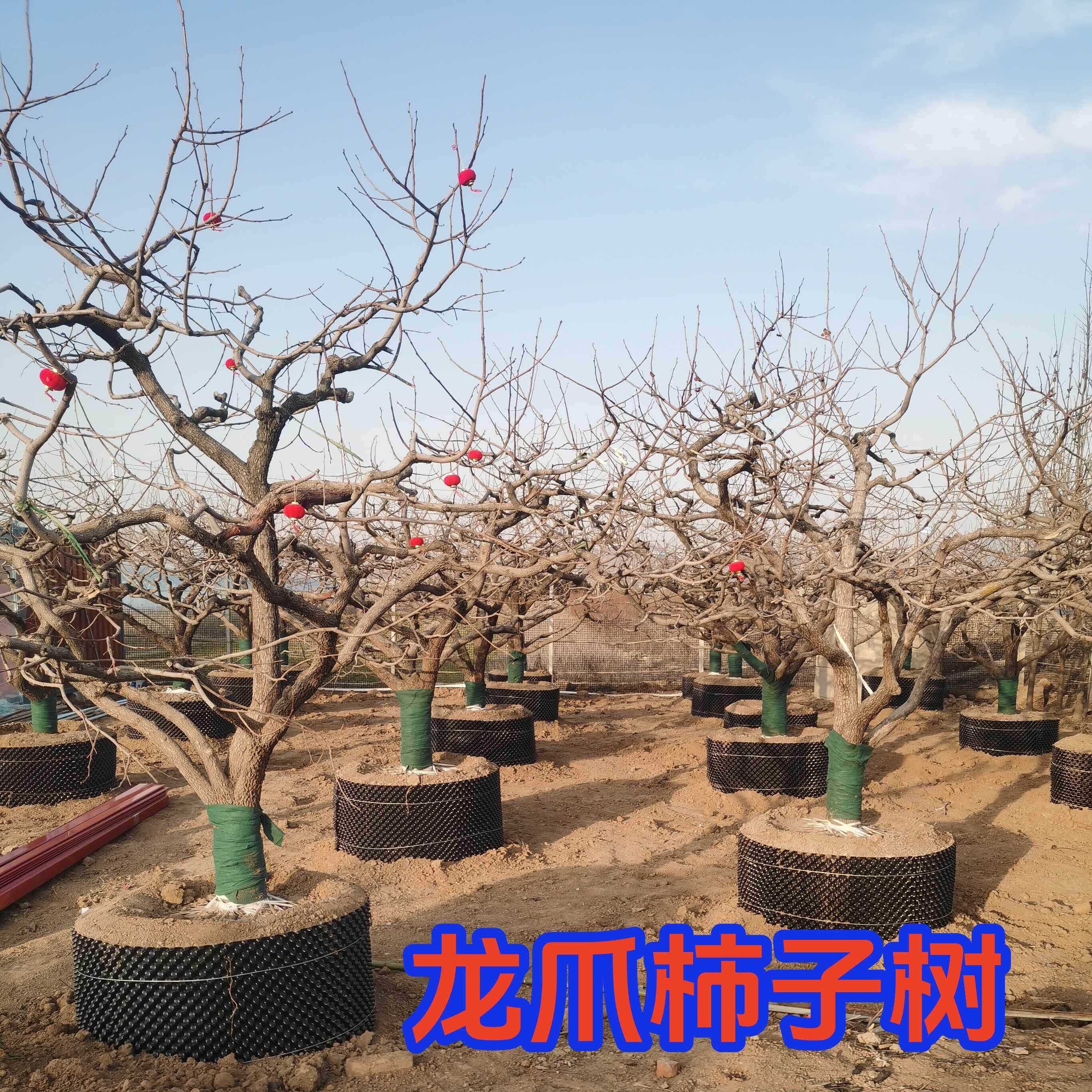 龙爪柿子树一物一拍树苗庭院别墅盆景耐寒耐旱当年结果柿柿如意