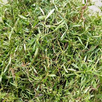 天然白花蛇舌草小号可搭配半枝莲