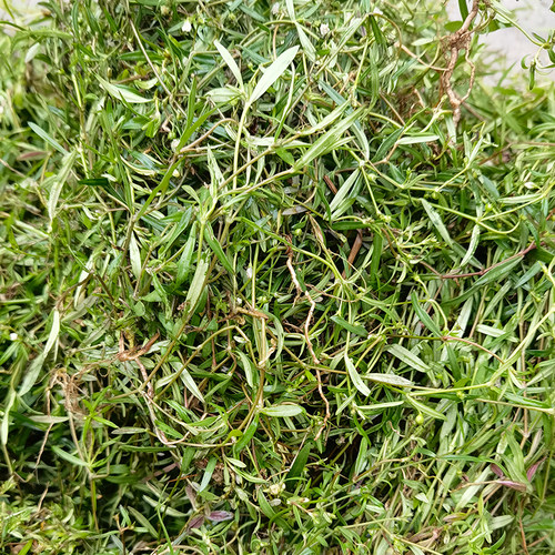 天然白花蛇舌草小号可搭配半枝莲