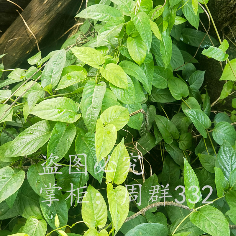 鸡屎藤新鲜现采鸡矢藤农家清风藤 500g包邮臭鸡屎藤叶山里生长的