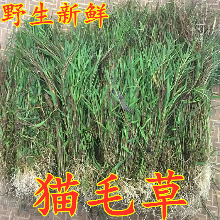 猫毛草野外金丝草新鲜黄毛草现采猫仔草墙头竹笔仔草干货500g包邮