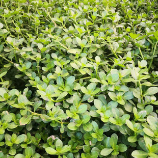 过塘蛇新鲜现采中草药鱼鳔草水盖菜水浮藤天然水龙过江龙过沟江藤