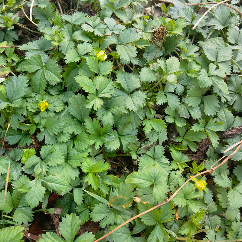 蛇莓草新鲜潮汕和尚头坡草龙吐珠三叶莓三爪风正宗中草药500g现采