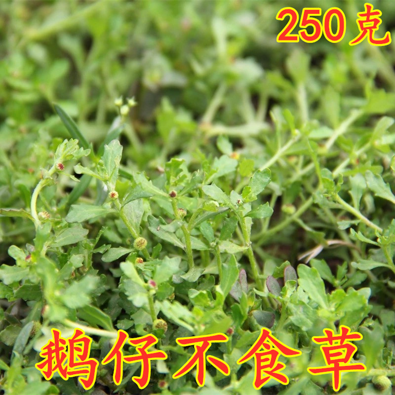 新鲜鹅仔不食草正宗干品干粉另售