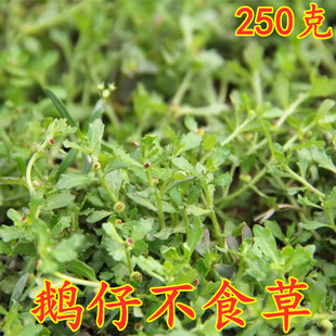 鹅仔不食草新鲜纯天然正宗鹅不食草汁滴中药材食胡荽干品干粉另售