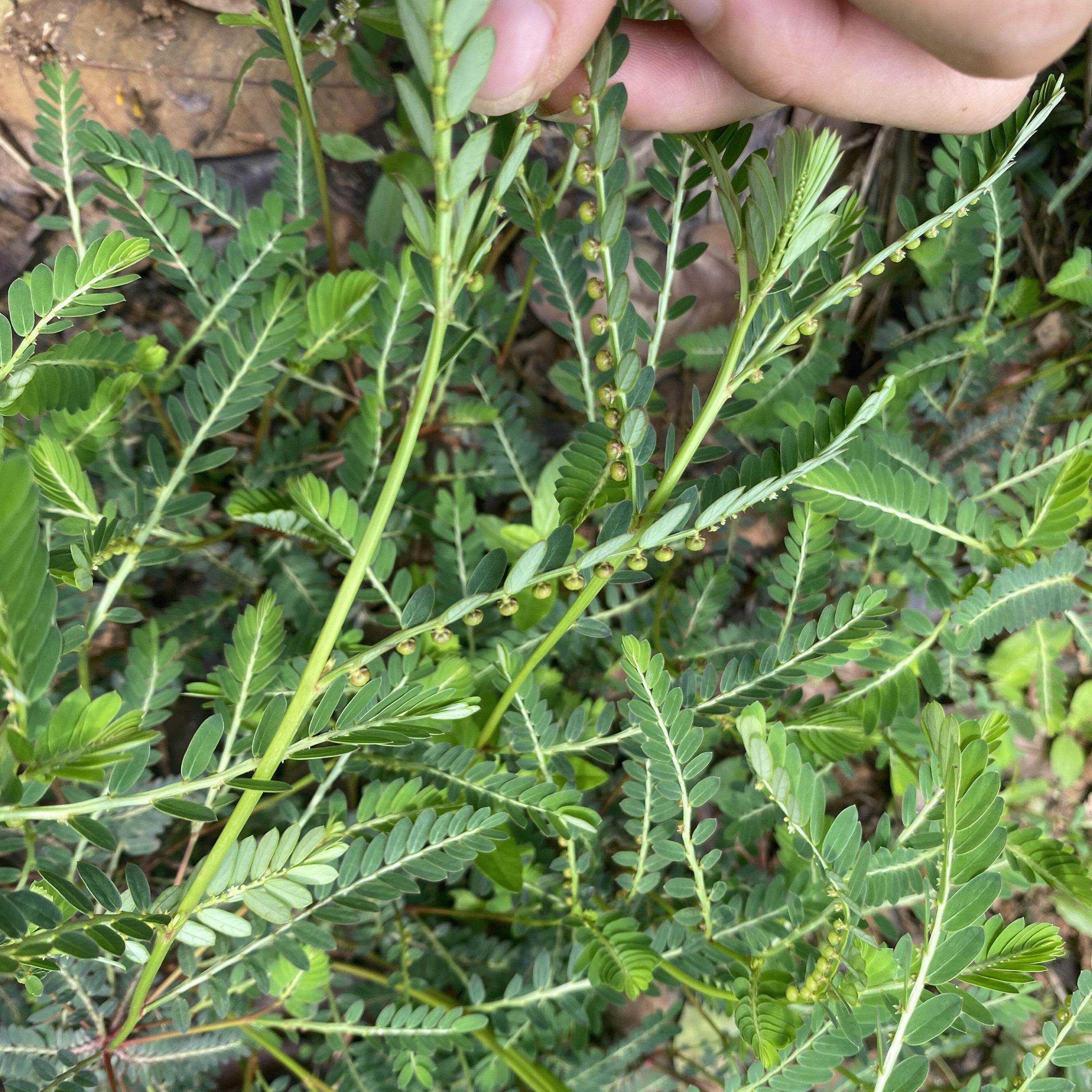 新鲜叶下珠 珍珠草珠仔草阴阳草中草药龙珠草 广东潮汕假油柑全草