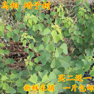 乌桕宝宝洗澡皮肤蜡子树植物染料黑色现采500g包邮卷子叶油子虹