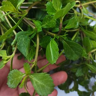 铁扁担新鲜采摘番梨仔草农产品过江藤新货中药材水黄芹步步丁晒干