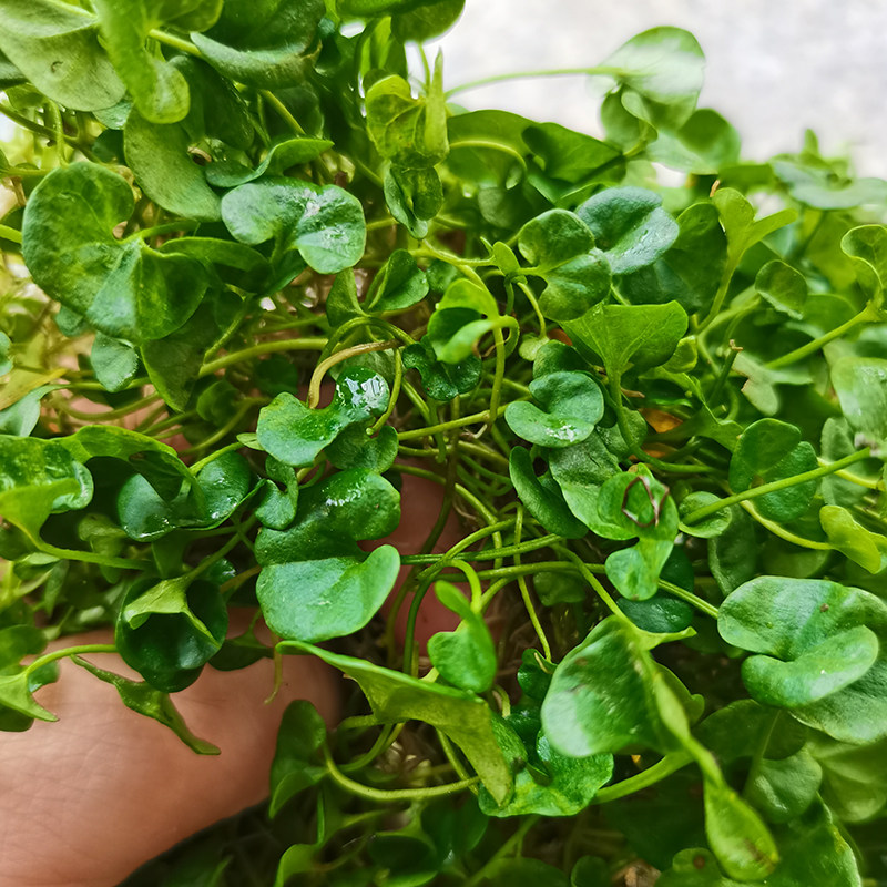 马蹄金农家新鲜小金钱草肉馄饨中草药材金锁匙铜钱草溶石现采500g