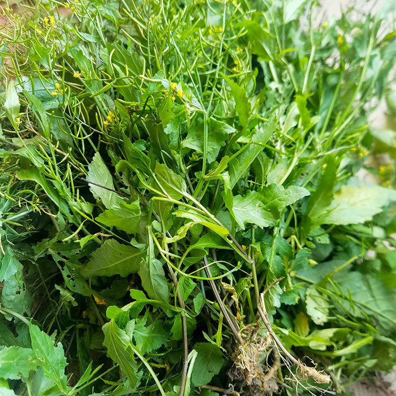 蔊菜新鲜农家塘葛菜天然江剪刀草野油菜潮汕假菜仔野芥草喉痛去咳