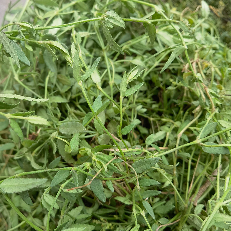 新鲜锯仔草串骨耳现采串骨乳疳积草铁尺草穿骨耳小黄花二仙草包邮