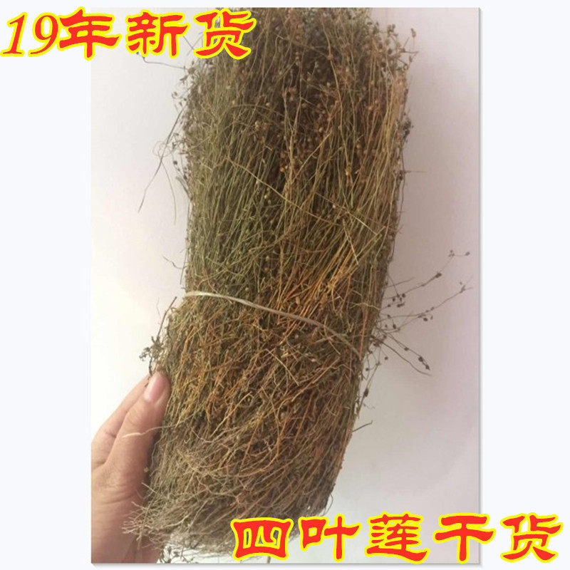 四叶莲干品新鲜健脾胃煮水