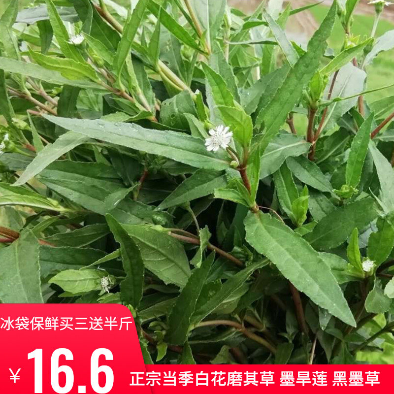 旱墨莲新鲜白花磨其草深山现采乌心草 野生黑墨草 鳢肠草500g包邮