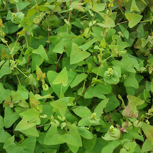 新鲜天然杠板归蛇不过南蛇风犁头刺藤老虎利干品干粉扛板归蛇倒退