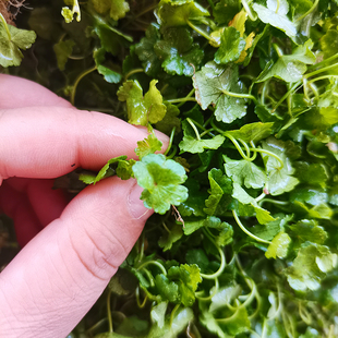 铺地锦新鲜潮汕天胡荽农家天然破铜钱满天星野外落得打步地锦500g