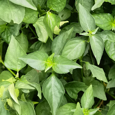 草新鲜农家天然面礼菜500g狗肝菜