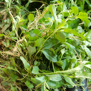 旱田草新鲜中草药正品锯齿草鸭嘴癀 小号虎舌癀包邮无硫干货