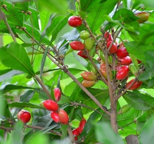 神秘果树苗四季开花当年结果变味果盆栽果树带叶带花带果包邮包活