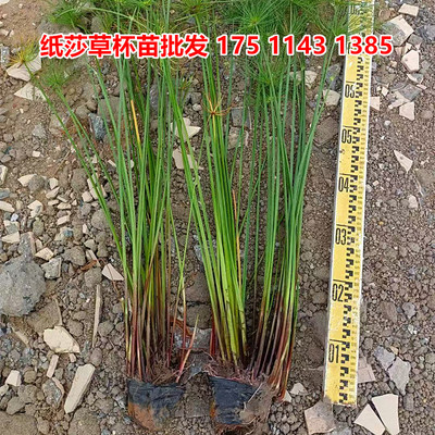 纸莎草花苗带盆发货水生植物