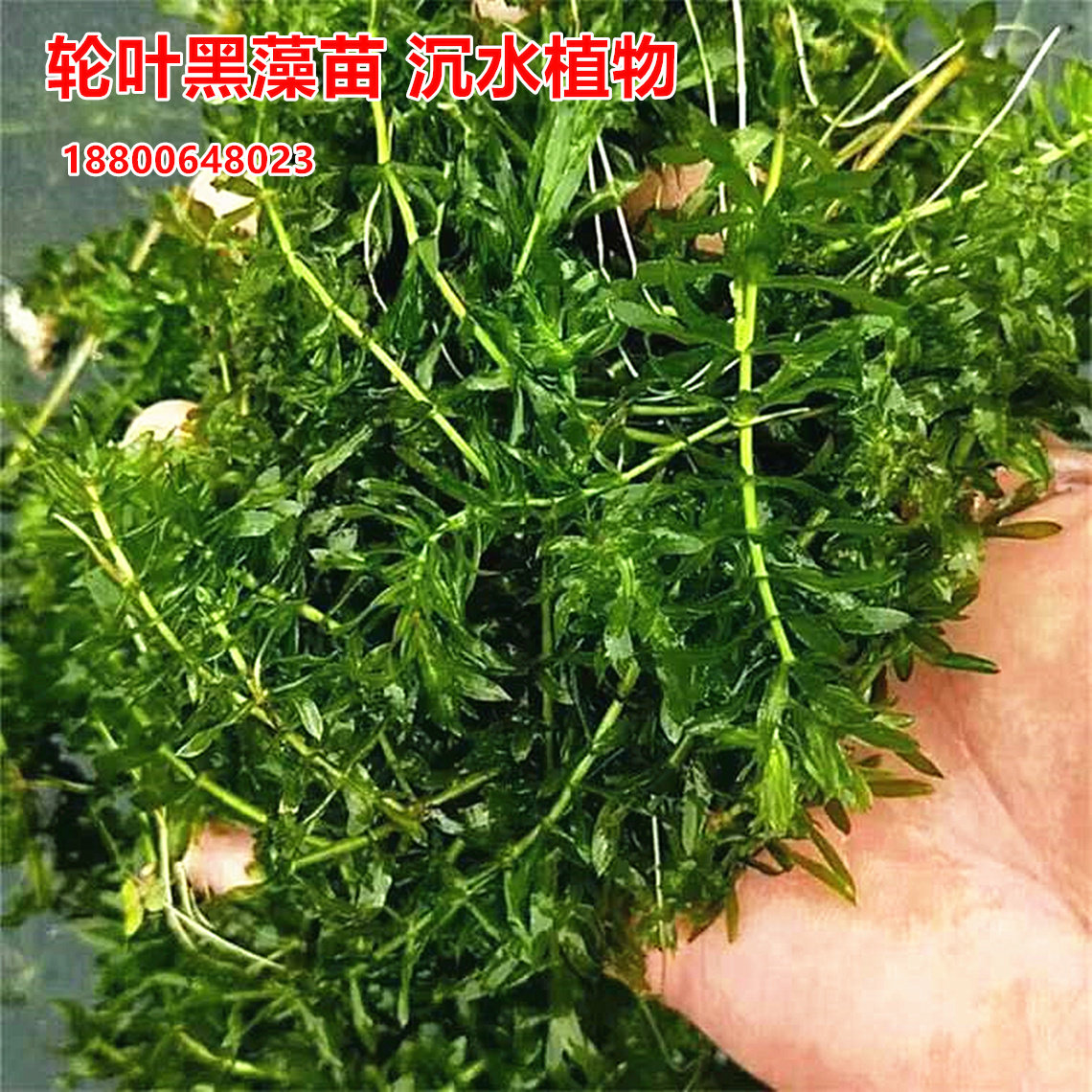 轮叶黑藻苗袋苗沉水植物河道工程净化水质水草池塘虾蟹水草养殖