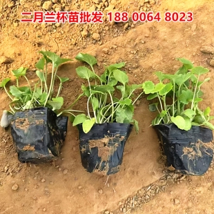 1000盆二月兰花苗宿根植物观赏花草盆栽小杯苗二月兰鲜活苗