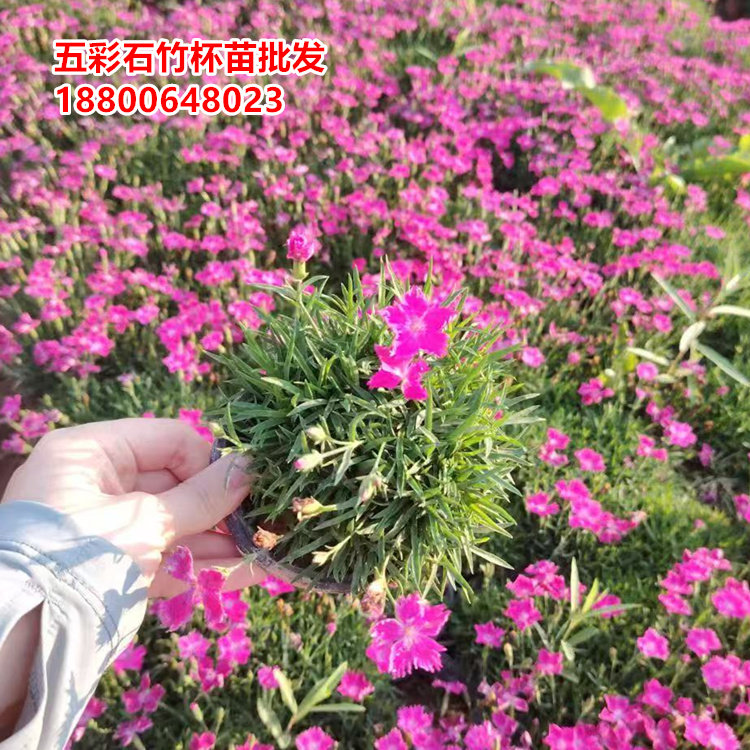 300盆五彩石竹苗盆栽袋苗小杯苗欧石竹苗常夏石竹花苗观赏花草