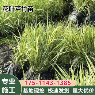 花叶芦竹苗木盆栽植物花叶芦苇挺水植物水生花卉多年生植物护坡苗