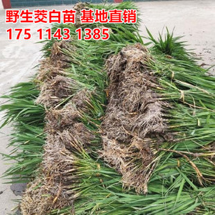茭白苗水生植物双季茭白苗湿地绿化河道挺水植物