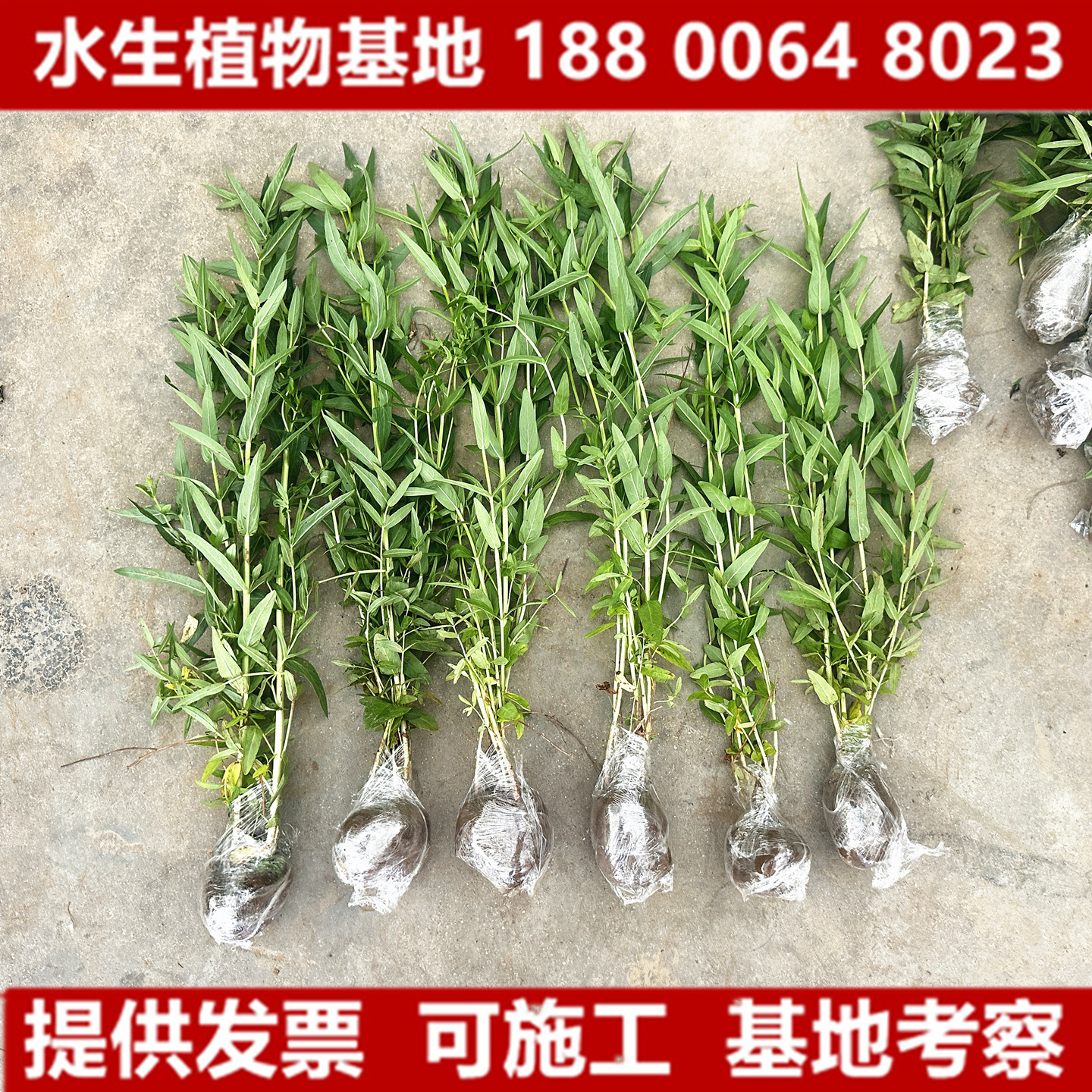 千屈菜花苗池塘水培挺水水生花卉紫色湿地水柳河道鱼池水草多年生