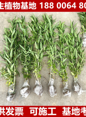 千屈菜花苗池塘水培挺水水生花卉紫色湿地水柳河道鱼池水草多年生